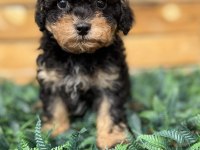 Özel Renk Phantom Toy Poodle Yavrusu