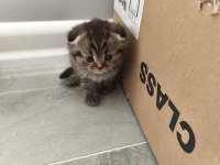 Yavru 1 aylık oyuncu ve eğlenceli cins kediler