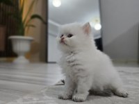 Erkek kedilerimize yuva arıyoruz