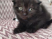 Siyah scottish fold dişi yavru