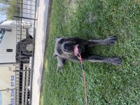 Dişi Yaşında Blue Cane Corso