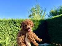 EN GÜZEL TOY POODLE BEBEKLERİMİZ