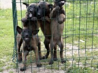 Belçika malinois 57 günlük