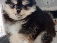 Pomeranian boo black tan köpeğimiz