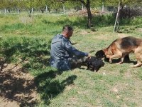 Alman çoban köpeği yavrularımız