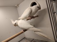 Çift albino sultan papağanı