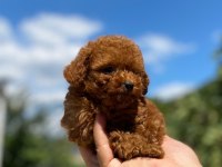 Teacup poodle yavrumuz