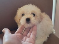 Maltipoo Dişi Ve Erkek Yavrular
