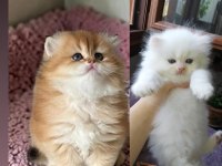 Safkan British Longhair Yavrular