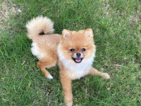 Pomeranian 11 aylık