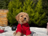 Bal yavrumuz maltipoo