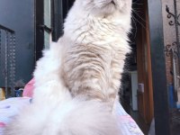 Erkek British Longhair Kedime Dişi Eş Arıyorum