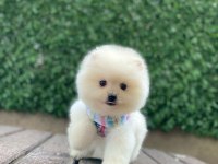 Yeni evlerine gitmeye hazır pomeranian yavruları