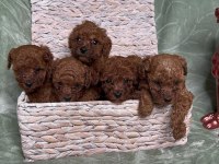 Eğitimli Sosyal Toy Poodle Yavrular