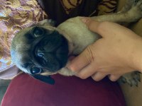 Oyuncu pug köpeği