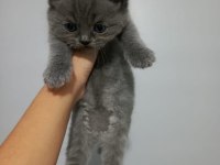 40 günlük scottish fold