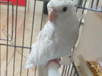 Yeni Yeme Düşen Albino Kırmızı Göz Sultan Papağanı