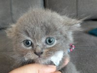 Safkan anne babadan british shorthair ayı surat yavrular