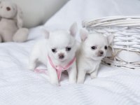 Birbirinden Güzel Teacup Chihuahua Yavrularımız