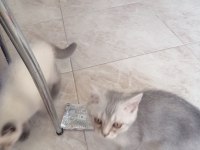Son kalan Kedilerim