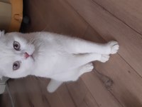 5 aylık erkek scottish fold