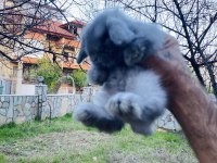 Teddy Lop tavşanı yavrular Sahiplendirilecek
