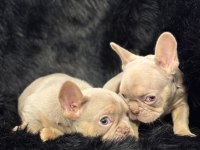 Yurtdışı kalitesi Egzotik French Bulldog