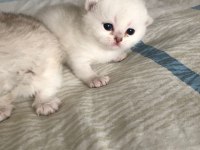 Minikler sizleri bekliyor kendi scottish kedilerim