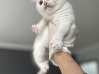 2 aylık chinchilla erkek kedimiz
