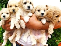 0 numara mini boy mükemmel kalite maltipoo yavru