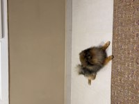 Pomeranian Köpeğimiz Leo