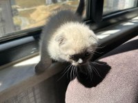 Scottish fold blue point