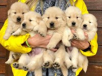 Golden Retriever Yavruları