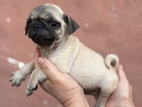Pug mops yavru köpekler