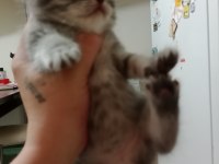 Sevimli scottish straight ve scottish fold kardeşler