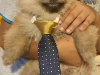 Teslime Hazır Ponçik Pomeranian Boo