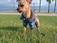 Sağlıklı Pinscher Tertemizdir