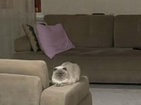 Scottish fold kedisi
