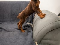 Kızıl erkek doberman yavru