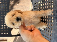 Maltipoo Bebekler