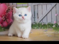 Kusursuz Asil Silver British Shorthair