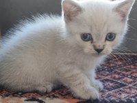 Teslime hazır safkan british bebekler