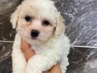 Minyatür orjinal maltipoo