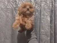 Pet eğitimli dişi erkek maltipoo yavrular
