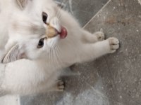 British shorthair ve blue point