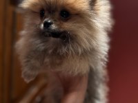 65 Günlük Pomeranian Boo Yavrularımız Sağlıklı Irk