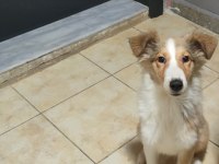 3.5 Aylık Rough Collie Lessie Yavrularım