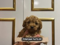 TOY POODLE ORJİNAL KÖPEKLER