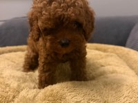 Poodle Kore Teacup 3.5 Aylık Dişi