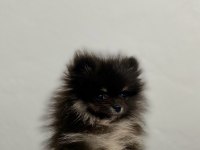 Mini black & tan pomeranian